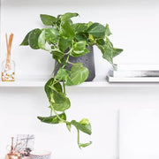 Devil's Seeds, Epipremnum aureum