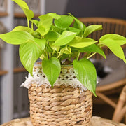 Devil's Seeds, Epipremnum aureum