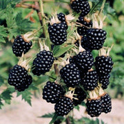 Dewberry Blackberry Berry Seeds