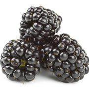 Dewberry Blackberry Berry Seeds