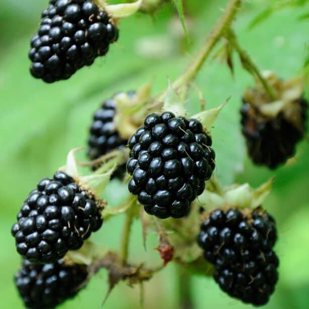 Dewberry Blackberry Berry Seeds