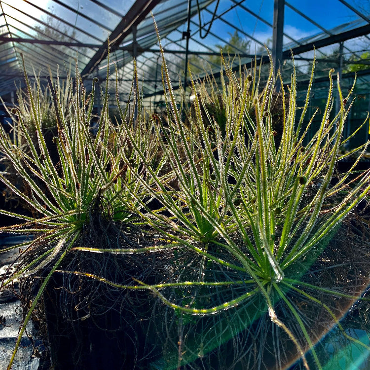 Dewy Pine Seeds