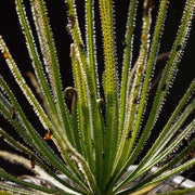 Dewy Pine Seeds