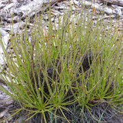 Dewy Pine Seeds