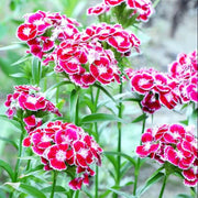 Tropical Climbing Mexican Pepperleaf Seeds