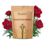 Dianthus Seeds – Dianthus chinensis