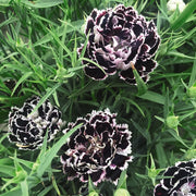 Black and White Dianthus Seeds