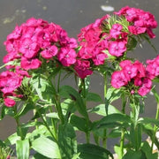 Pink Fringed Dianthus Seeds