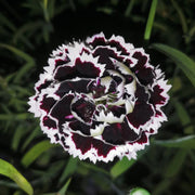 Black and White Dianthus Seeds