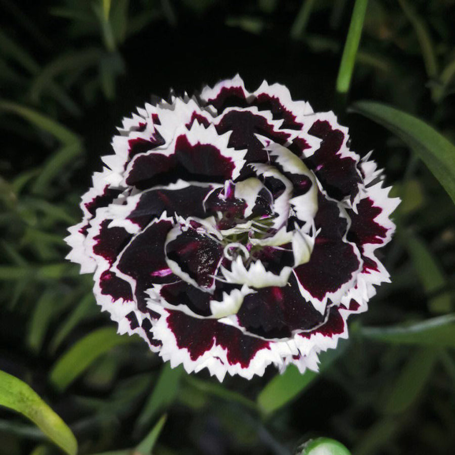 Black and White Dianthus Seeds