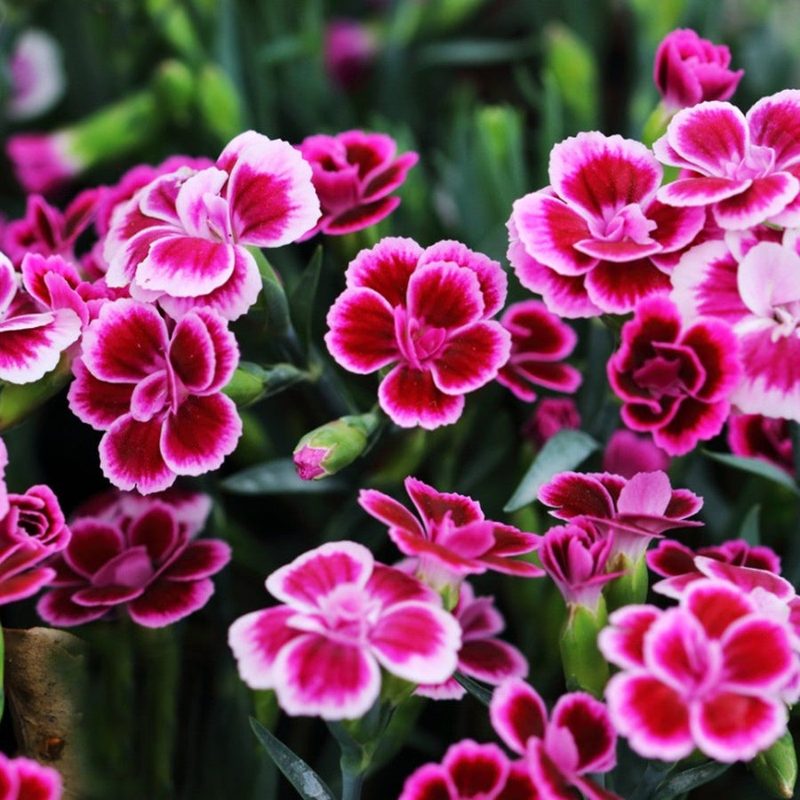 Dianthus Seeds – Dianthus chinensis