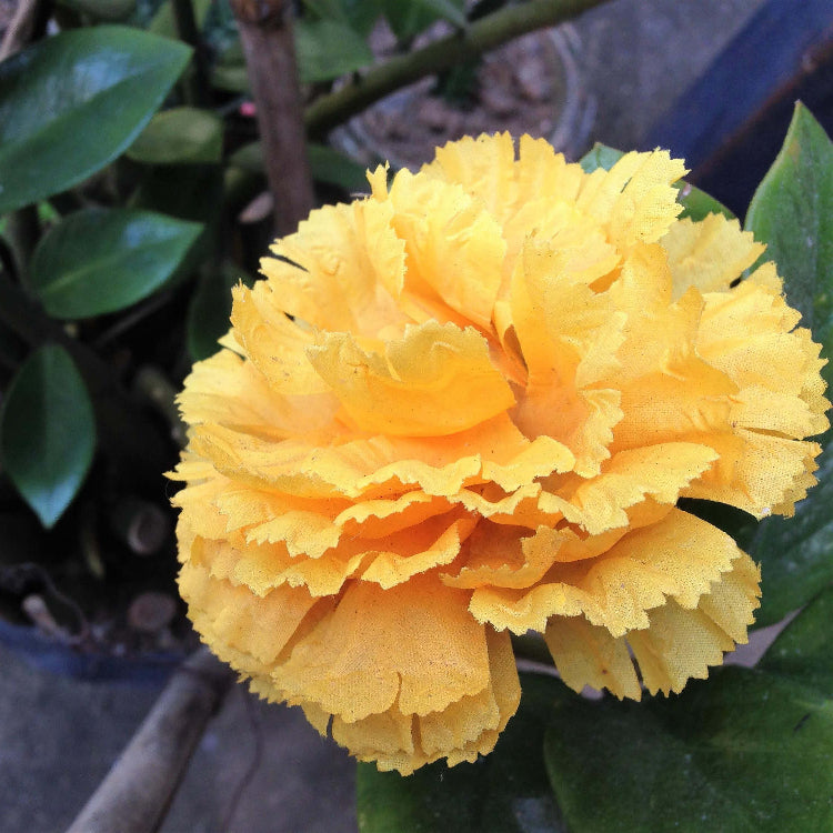 Yellow Wildflower Dianthus Seeds