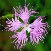 Wildflower Mix Dianthus Superbus Seeds
