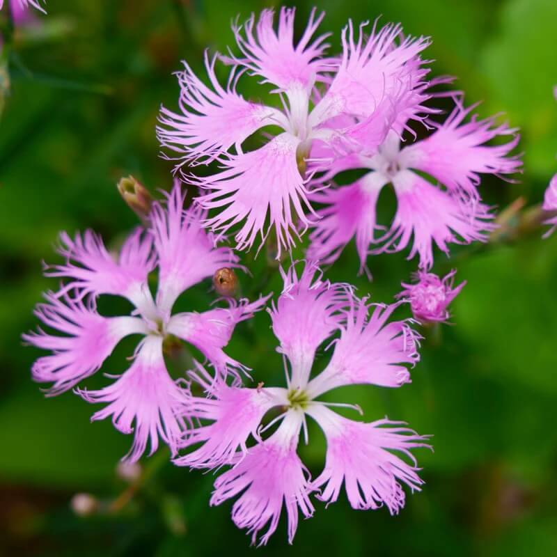 Wildflower Mix Dianthus Superbus Seeds