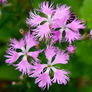 Wildflower Mix Dianthus Superbus Seeds