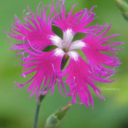 Wildflower Mix Dianthus Superbus Seeds