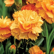Yellow Wildflower Dianthus Seeds