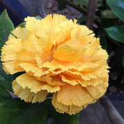 Yellow Wildflower Dianthus Seeds