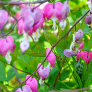 Dicentra Formosa Seeds, Fern-Leaf