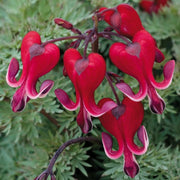 Dicentra Formosa Seeds, Fern-Leaf