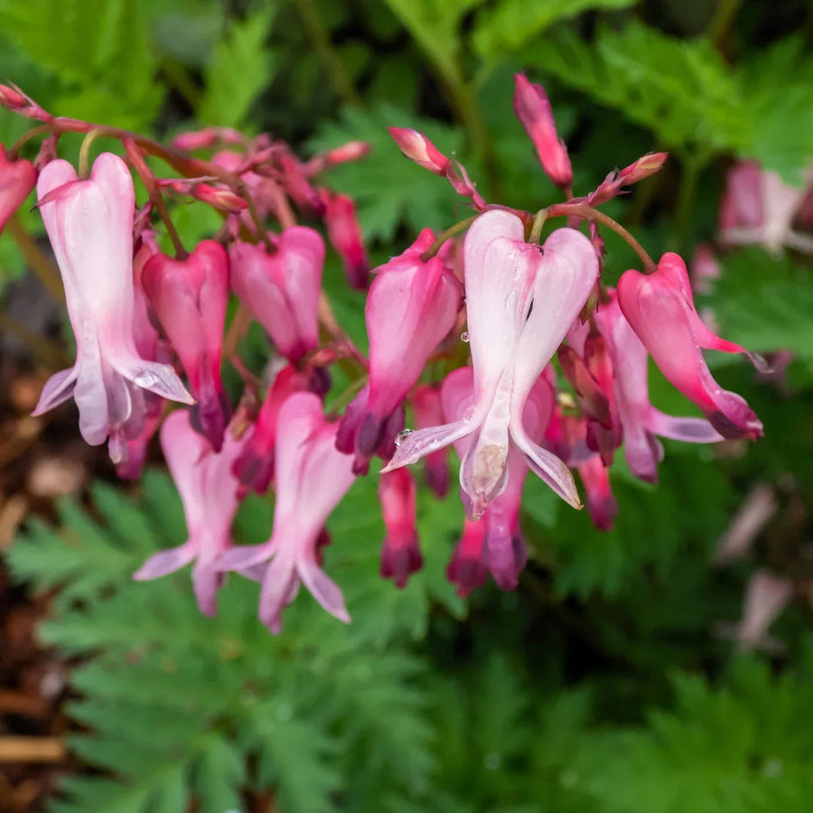 Dicentra Formosa Seeds, Fern-Leaf