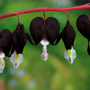 Black Bleeding Heart Dicentra Spectabilis Seeds