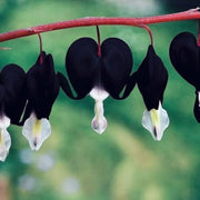 Black Bleeding Heart Dicentra Spectabilis Seeds