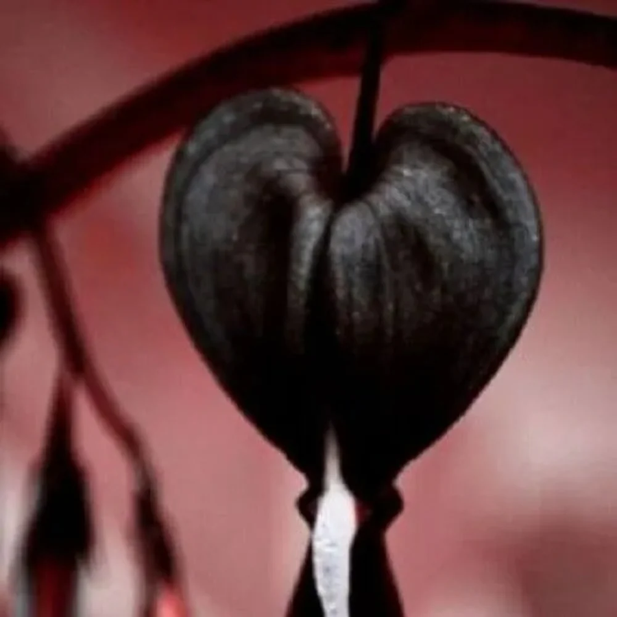 Black Bleeding Heart Dicentra Spectabilis Seeds