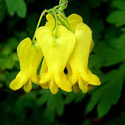 Yellow Seeds, Dicentra spectabilis
