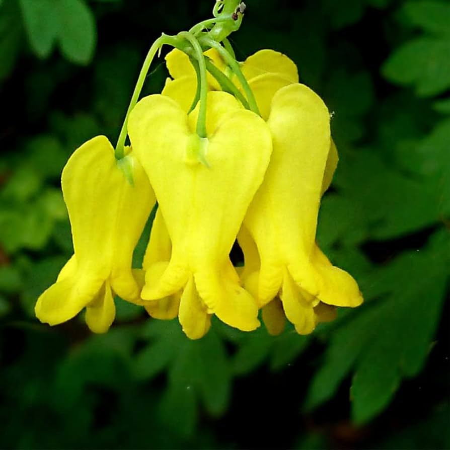 Yellow Seeds, Dicentra spectabilis