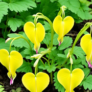 Yellow Seeds, Dicentra spectabilis