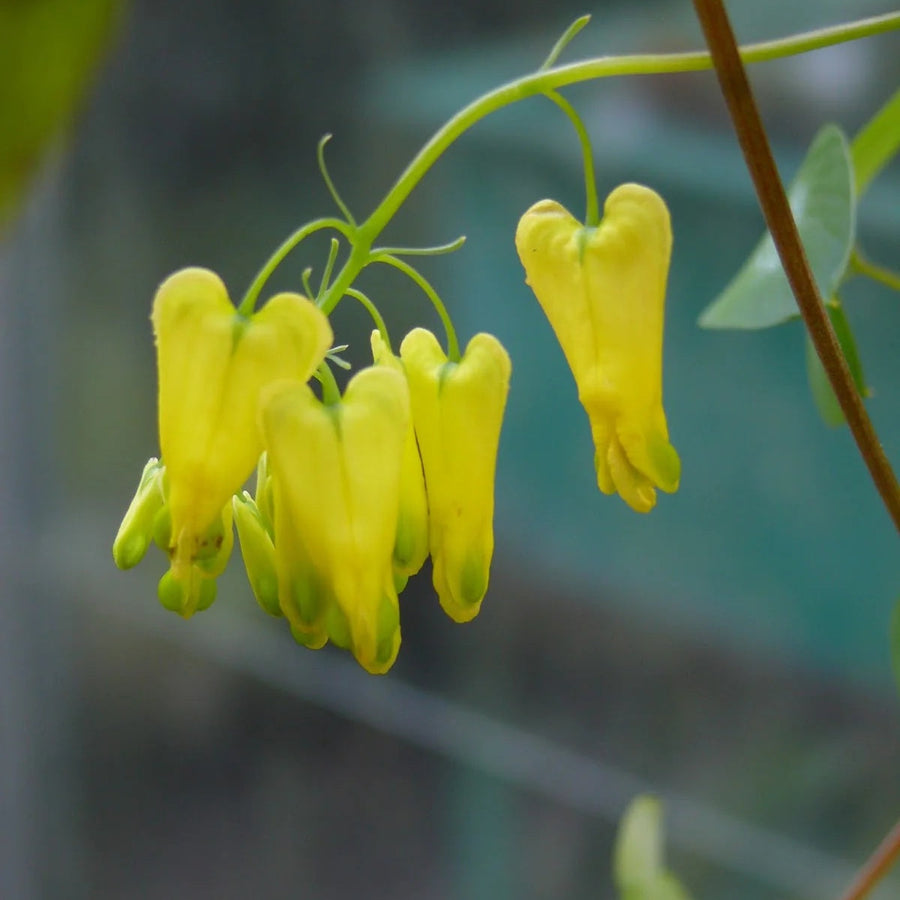 Yellow Bleeding Heart Dicentra Seeds