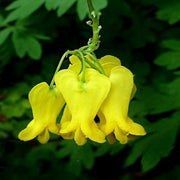 Yellow Bleeding Heart Dicentra Seeds