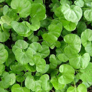 Lawn Dichondra Repens Seeds