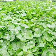 Lawn Dichondra Repens Seeds