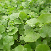 Lawn Dichondra Repens Seeds