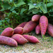 Sweet Potato Pink Dichondra Seeds