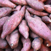 Sweet Potato Pink Dichondra Seeds