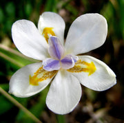 Fortnight Lily Seeds, Dietes Iridioides