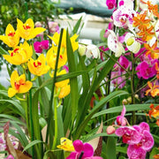 Multi-Colored Phalaenopsis Orchid Seeds