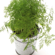 Compatto Dill Seeds, Herbal