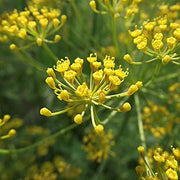 Yellow Mammoth Dill Seeds, Herbal