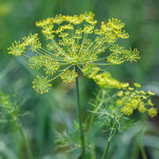 Dukat Strain Dill Seeds, Herbal