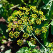 Anethum Graveolens Dill Seeds, Herbal