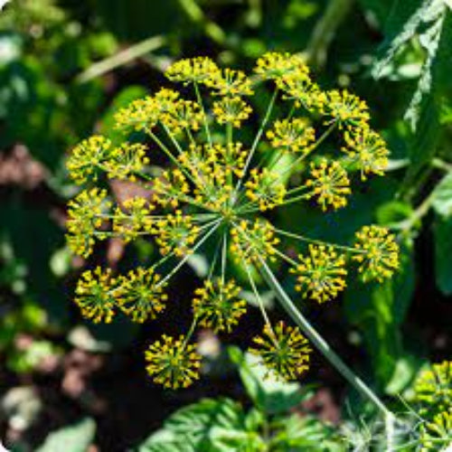 Anethum Graveolens Dill Seeds, Herbal