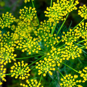 Anethum Graveolens Dill Seeds, Herbal