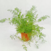 Compatto Dill Seeds, Herbal