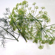 Dukat Strain Dill Seeds, Herbal
