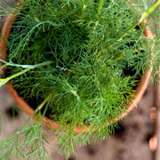 Dukat Strain Dill Seeds, Herbal