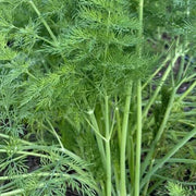 Long Island Mammoth Dill Seeds, Herbal